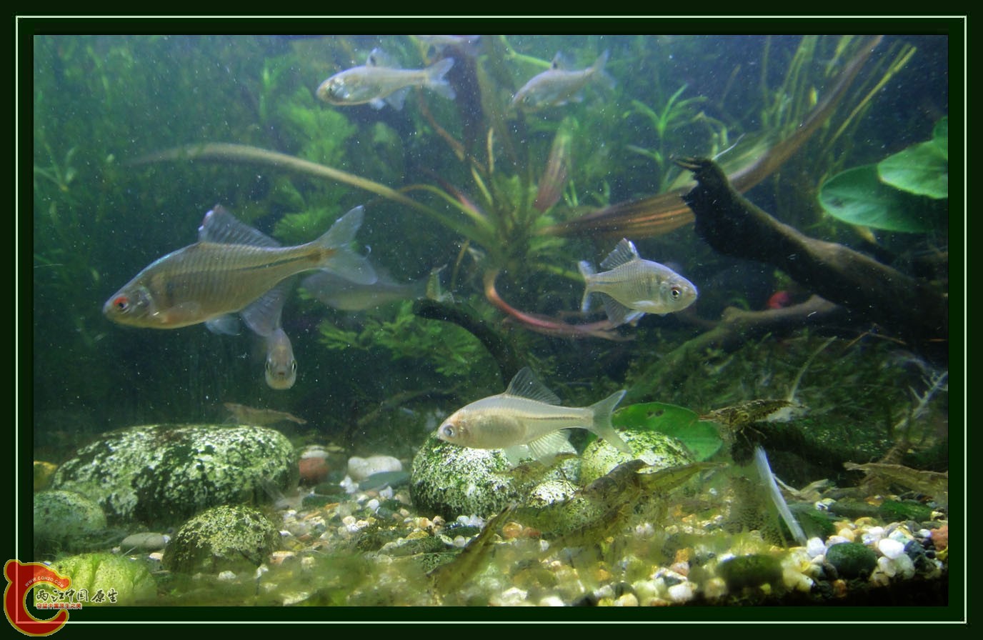 鳑鮍DSC01783 (2).JPG