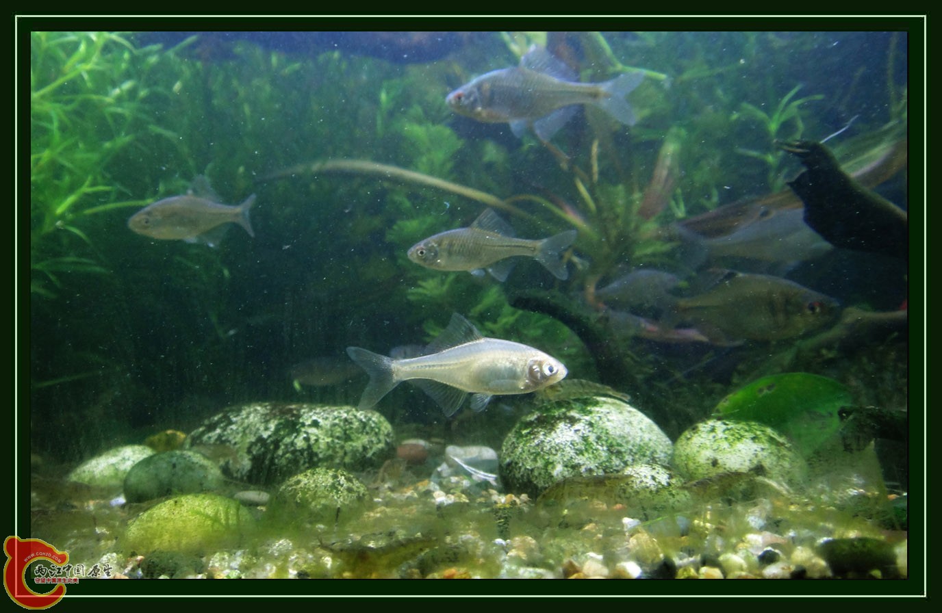 鳑鮍DSC01783 (3).JPG