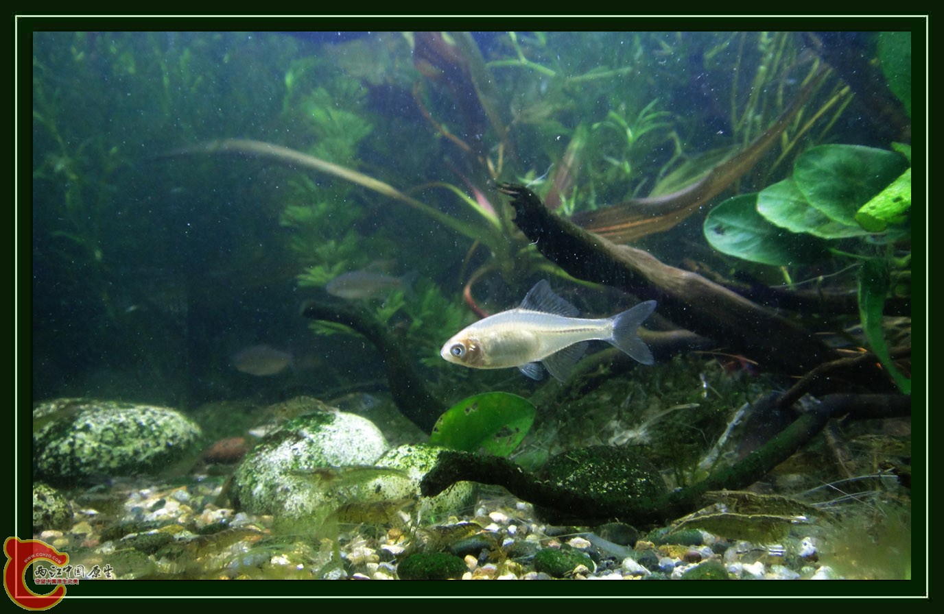 鳑鮍DSC01783 (4).JPG