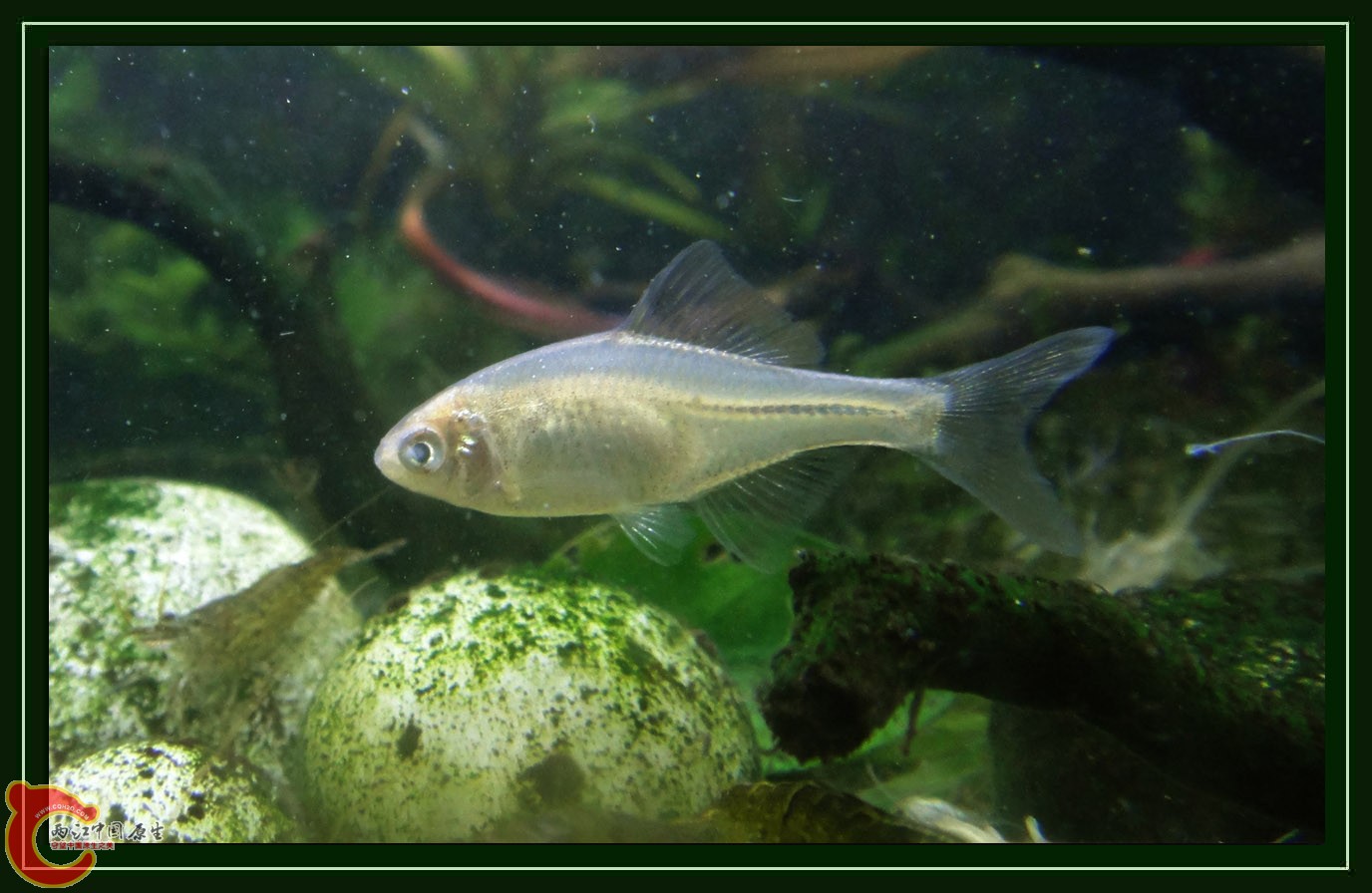 鳑鮍DSC01783 (5).JPG