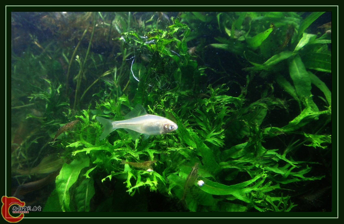 鳑鮍DSC01783 (6).JPG