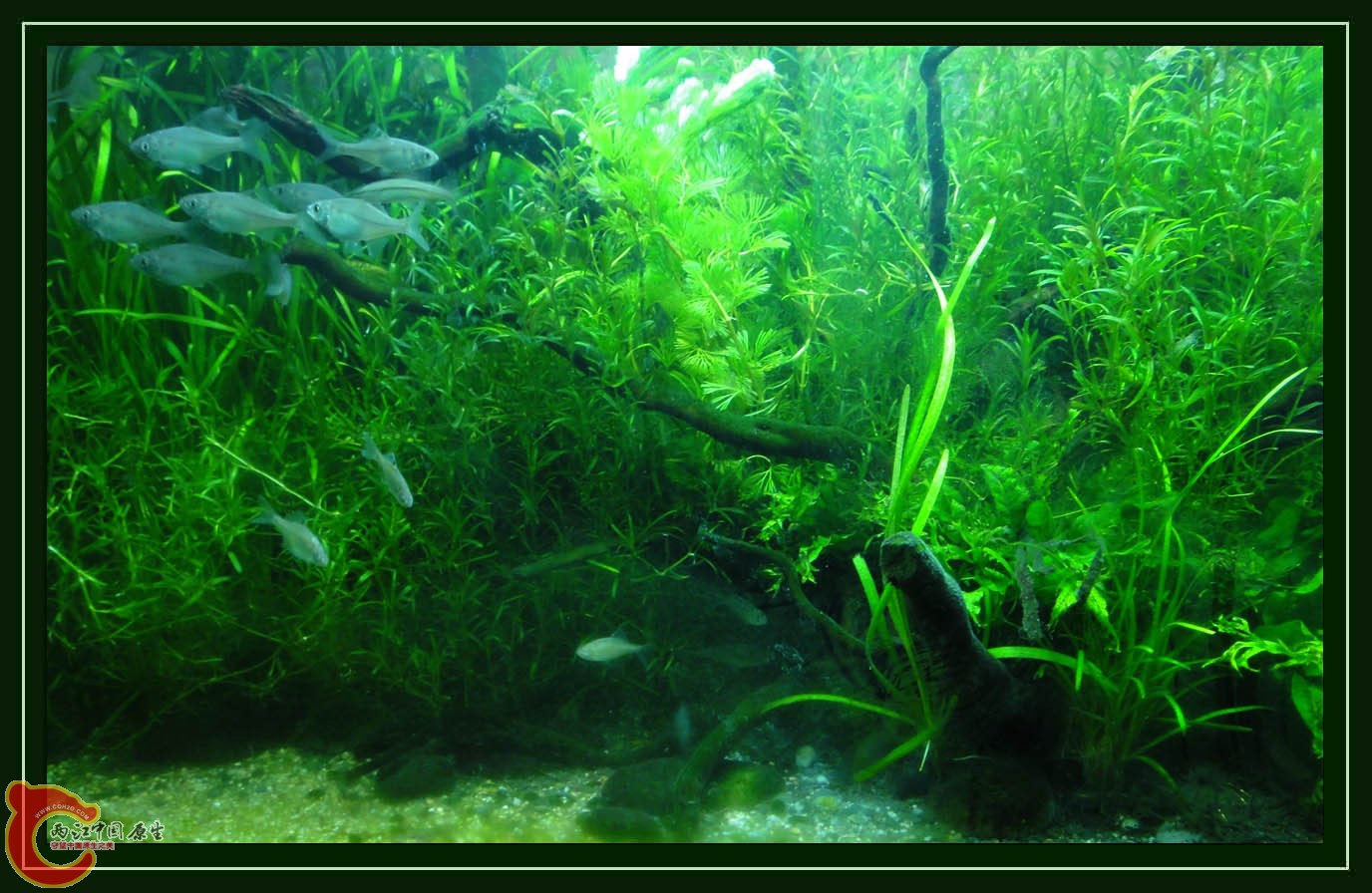 鳑鮍DSC01919 (1).JPG