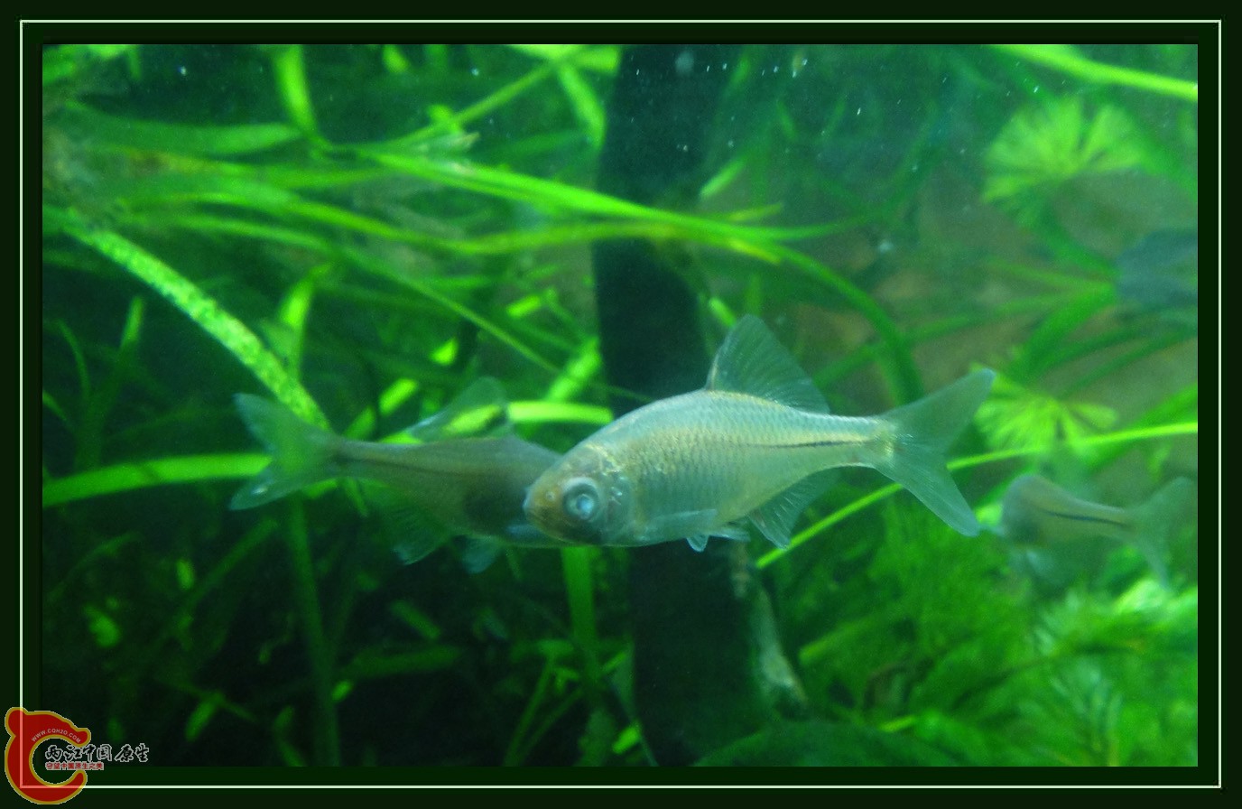 鳑鮍DSC01919 (4).JPG