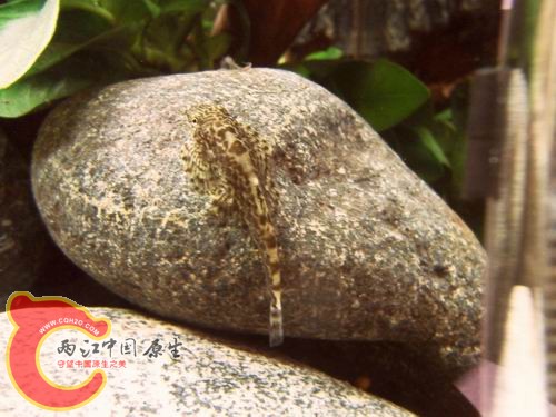 调整大小 b11.JPG