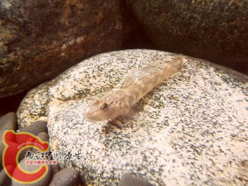 调整大小 b13.JPG