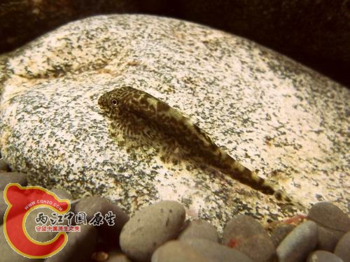 调整大小 b15.JPG