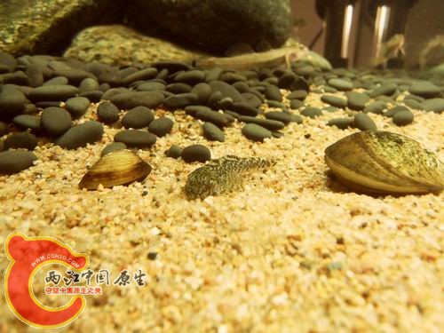 调整大小 b16.JPG