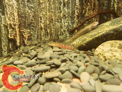 调整大小 b17.JPG