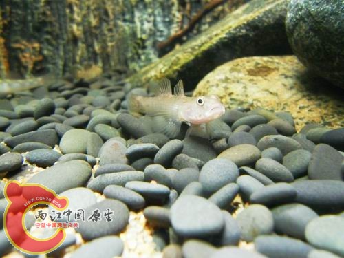 调整大小 b21.JPG