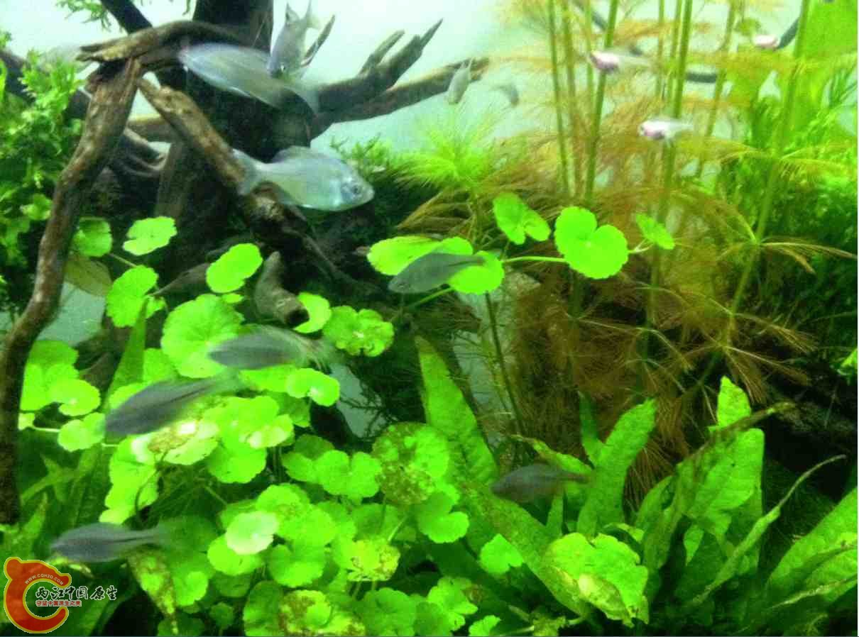 QQ截图20120110104212.jpg QQ截图20120110104212.jpg