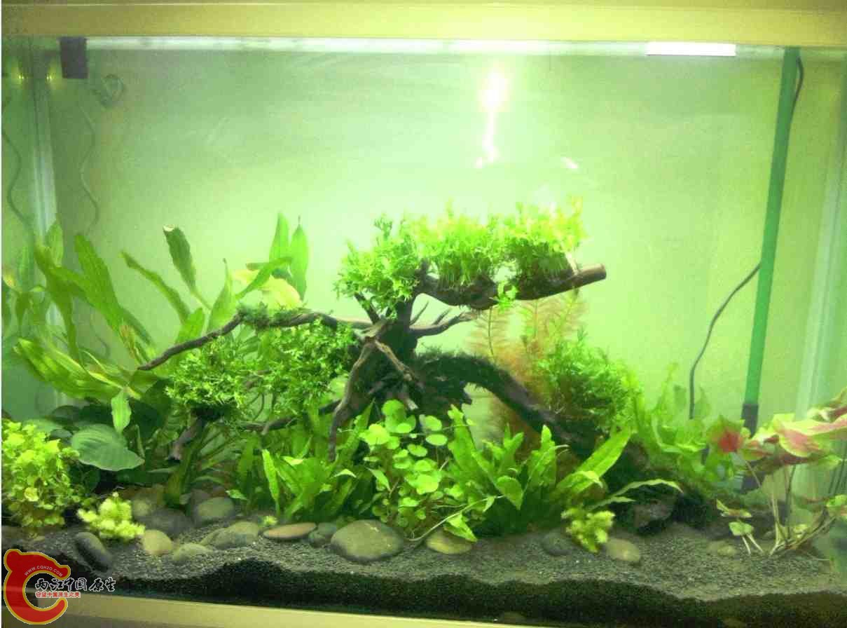 自己亲自造了一个鱼缸的景,想让鱼儿们有一个更好的生活环境 自己亲自造了一个鱼缸的景,想让鱼儿们有一个更好的生活环境