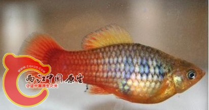 金牡丹鱼.jpg