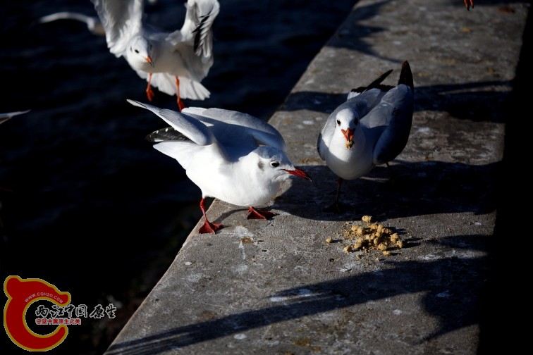 DPP_0099.JPG