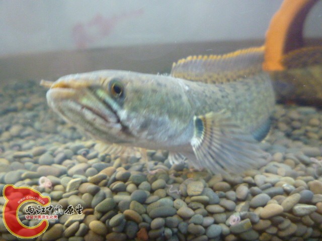 P1040186.JPG