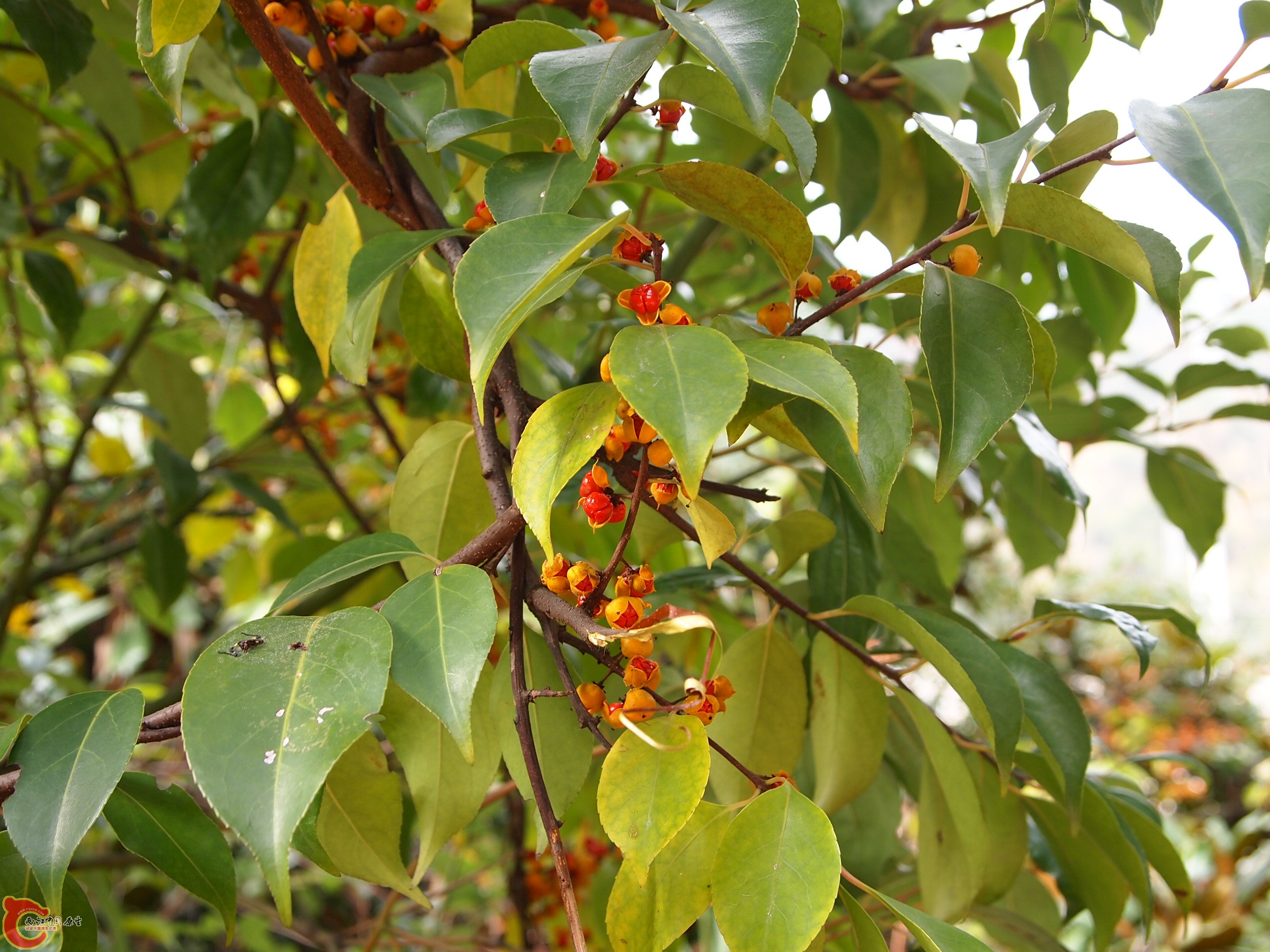 P1085330.JPG