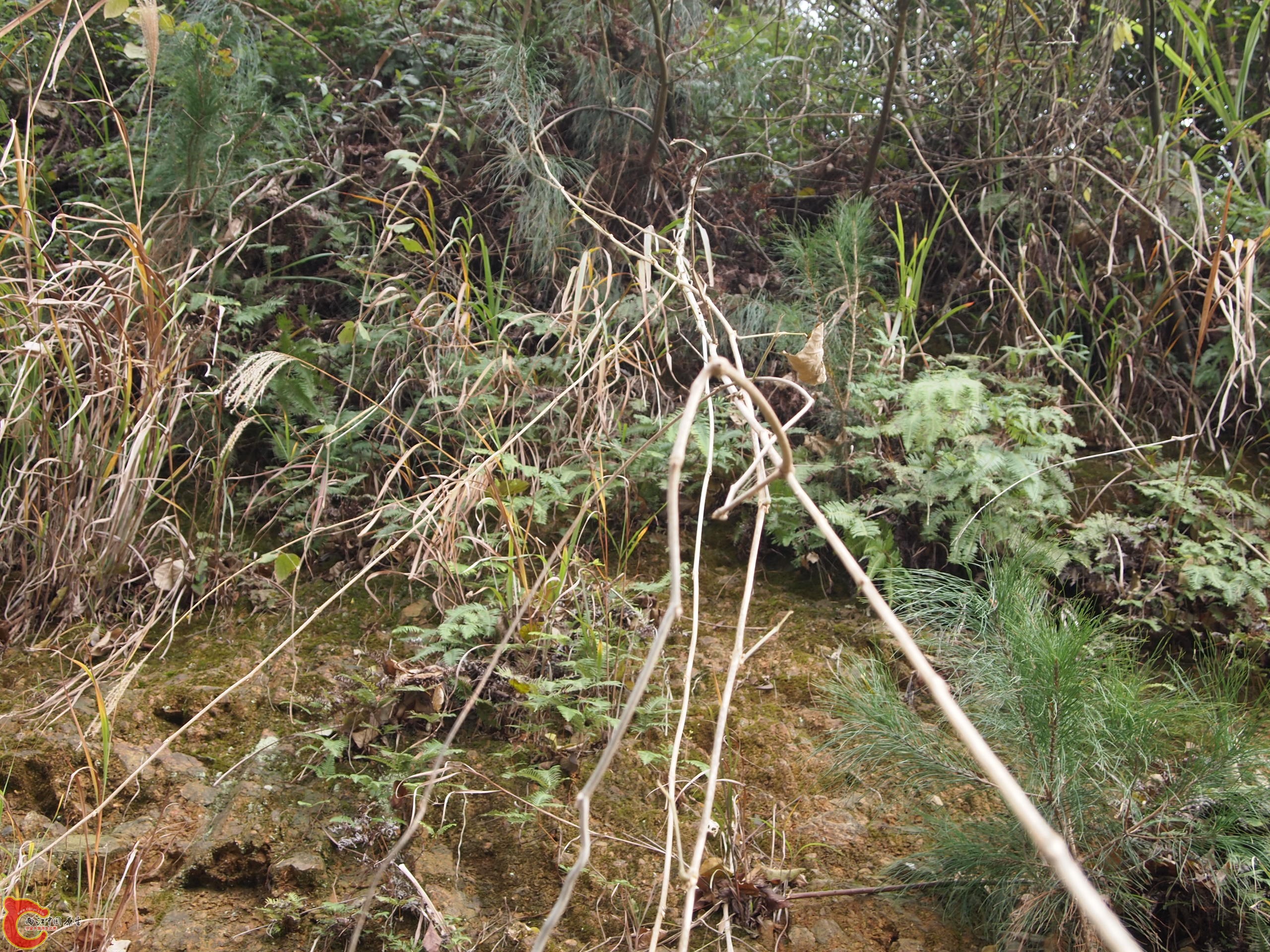 P1085337.JPG