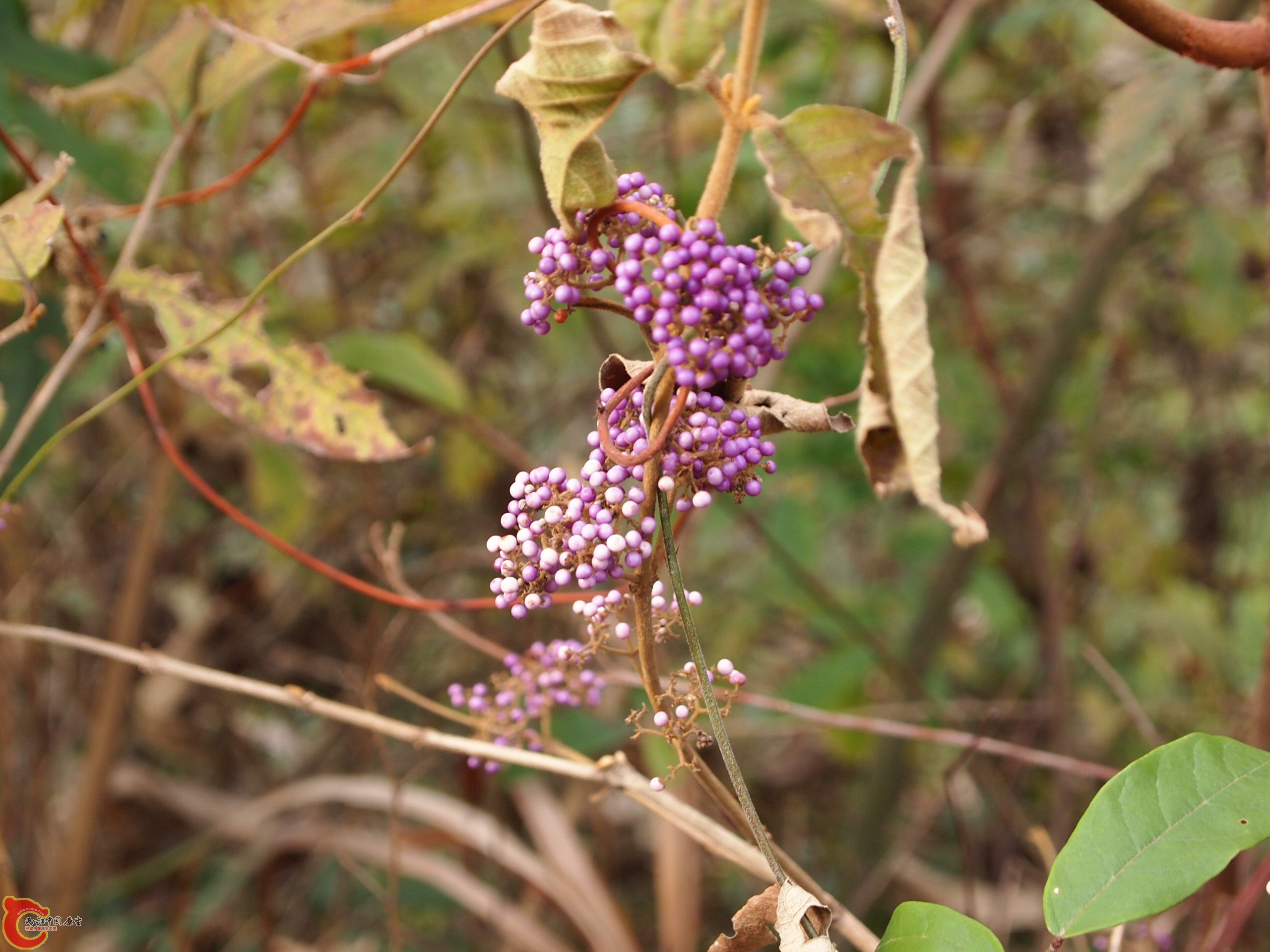 P1085341.JPG