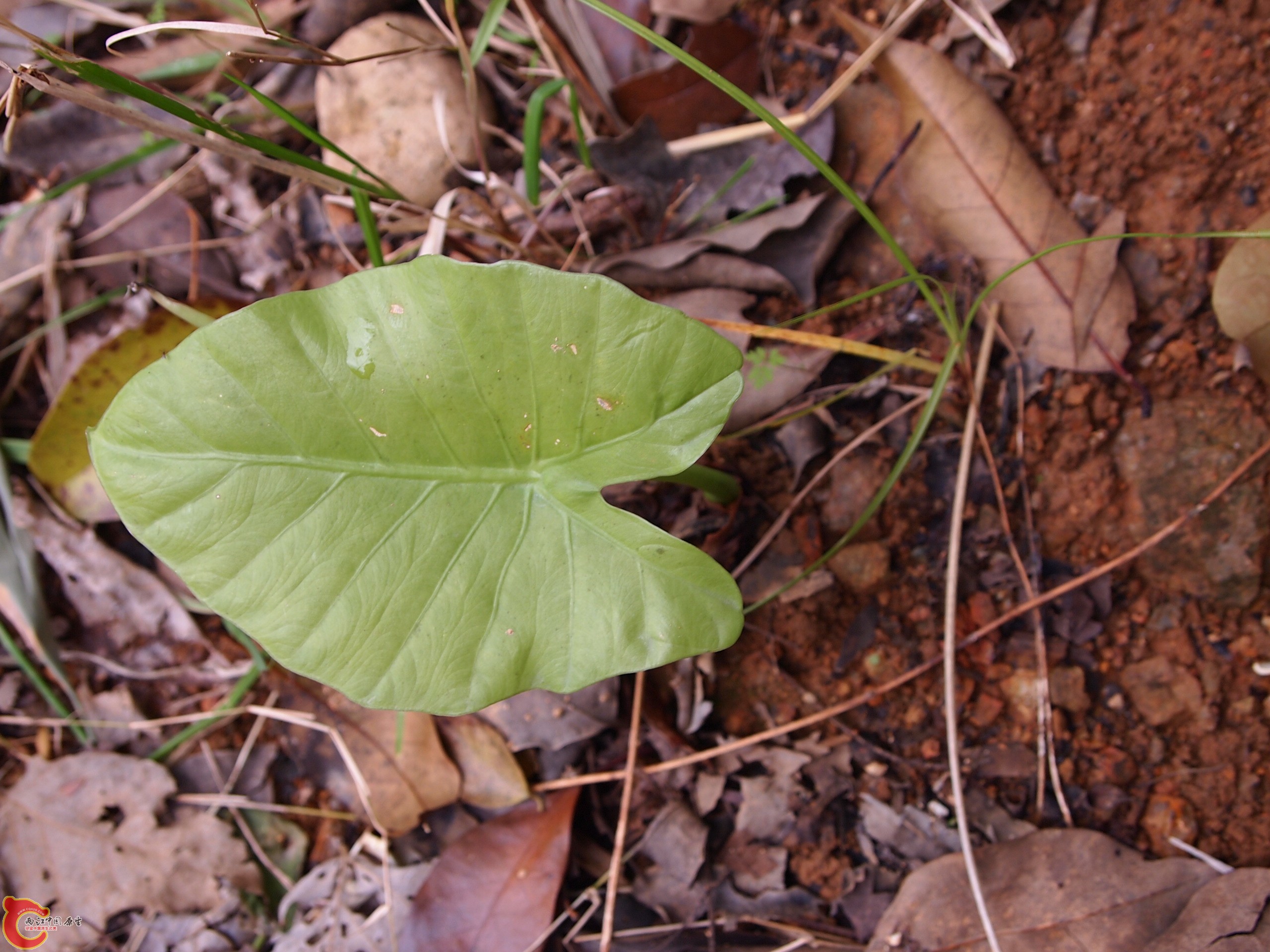 P1085351.JPG