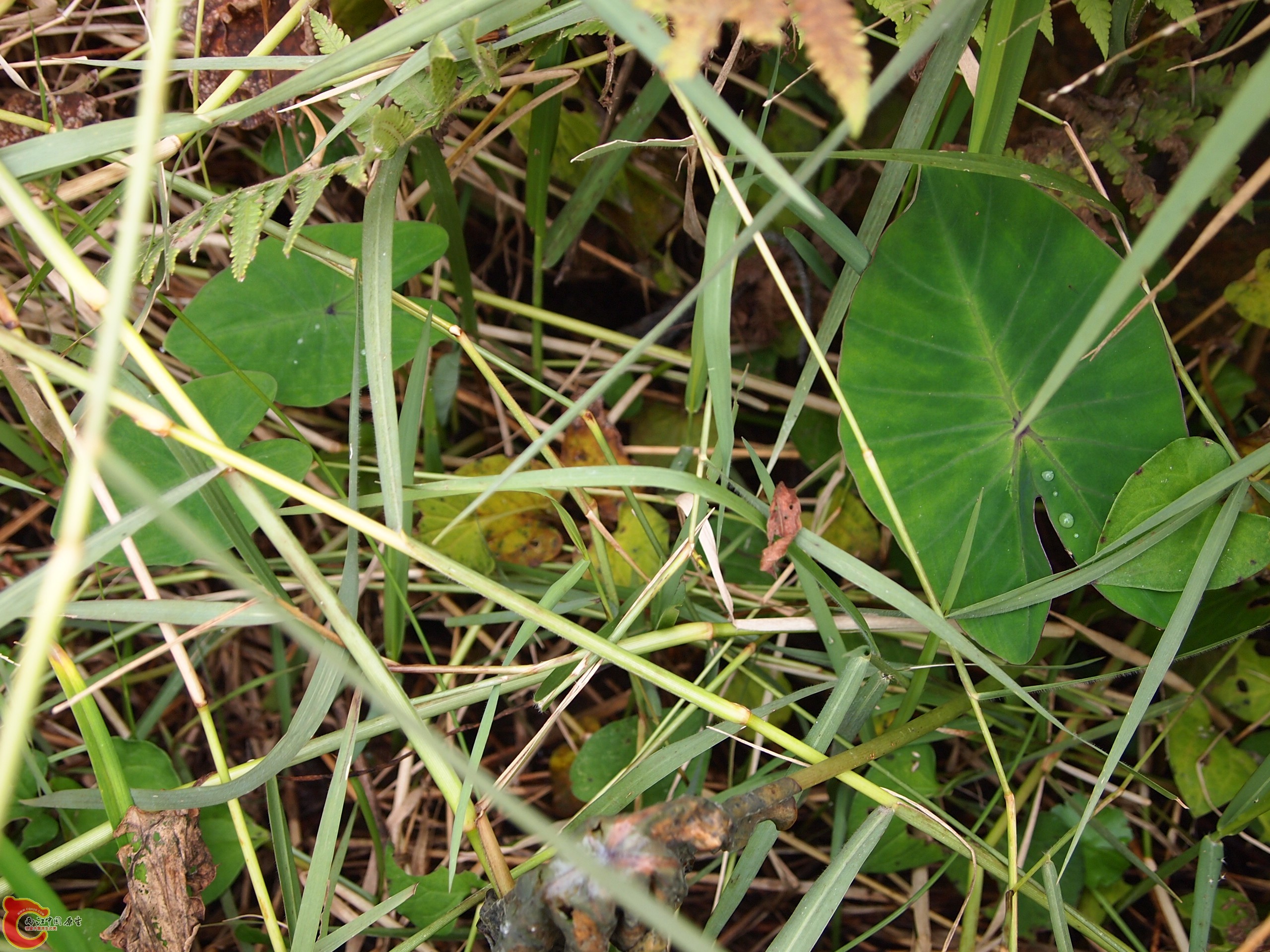 P1085356.JPG