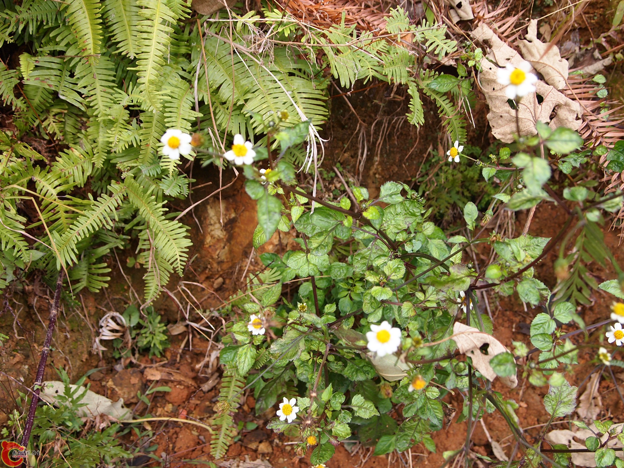 P1085358.JPG
