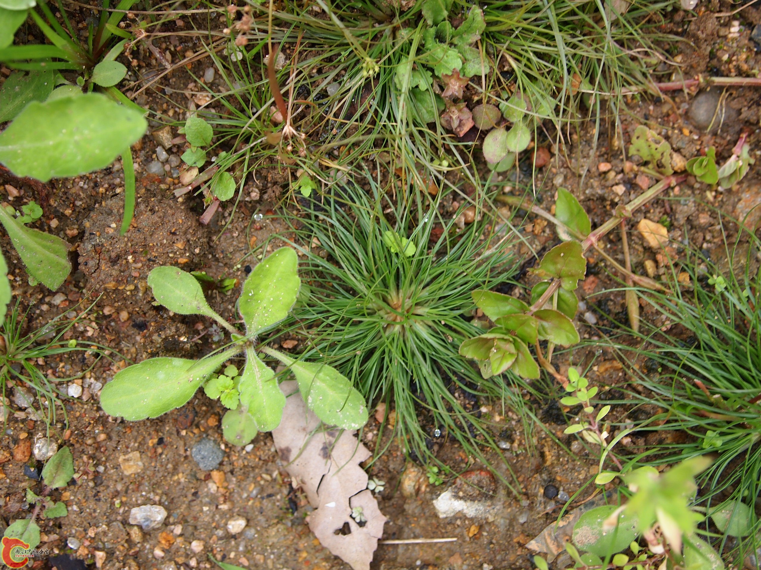 P1085360.JPG
