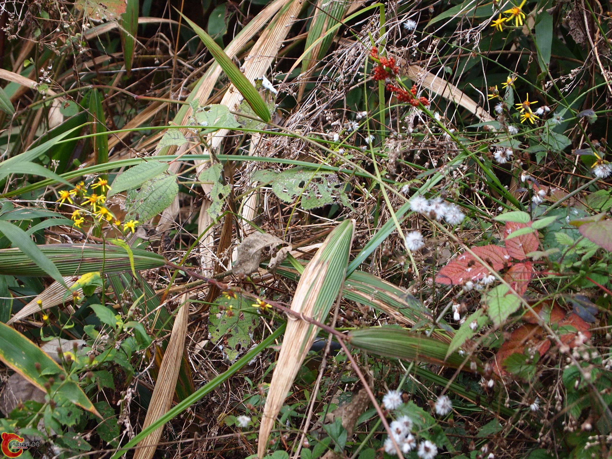 P1085366.JPG