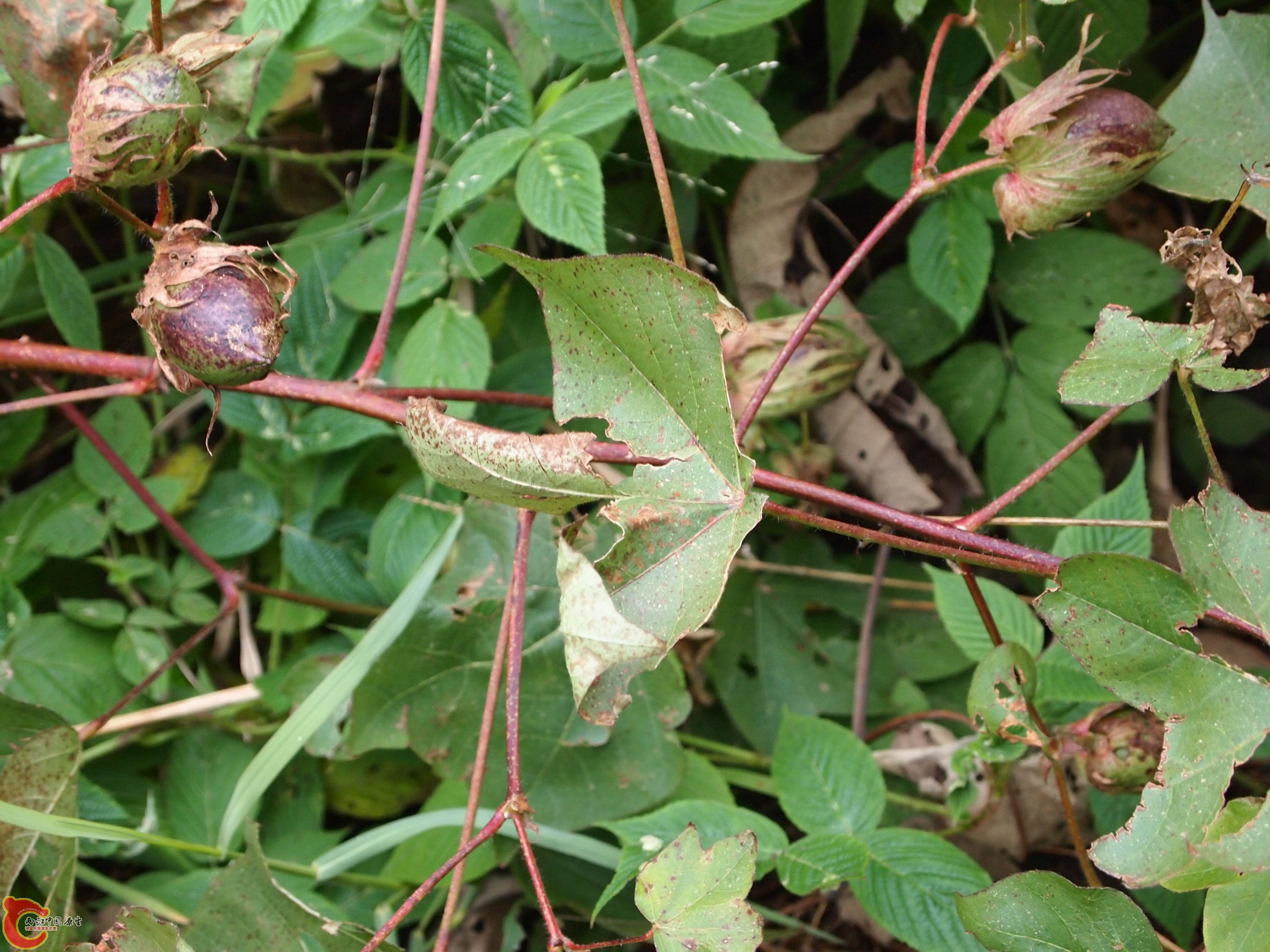 P1085367.JPG
