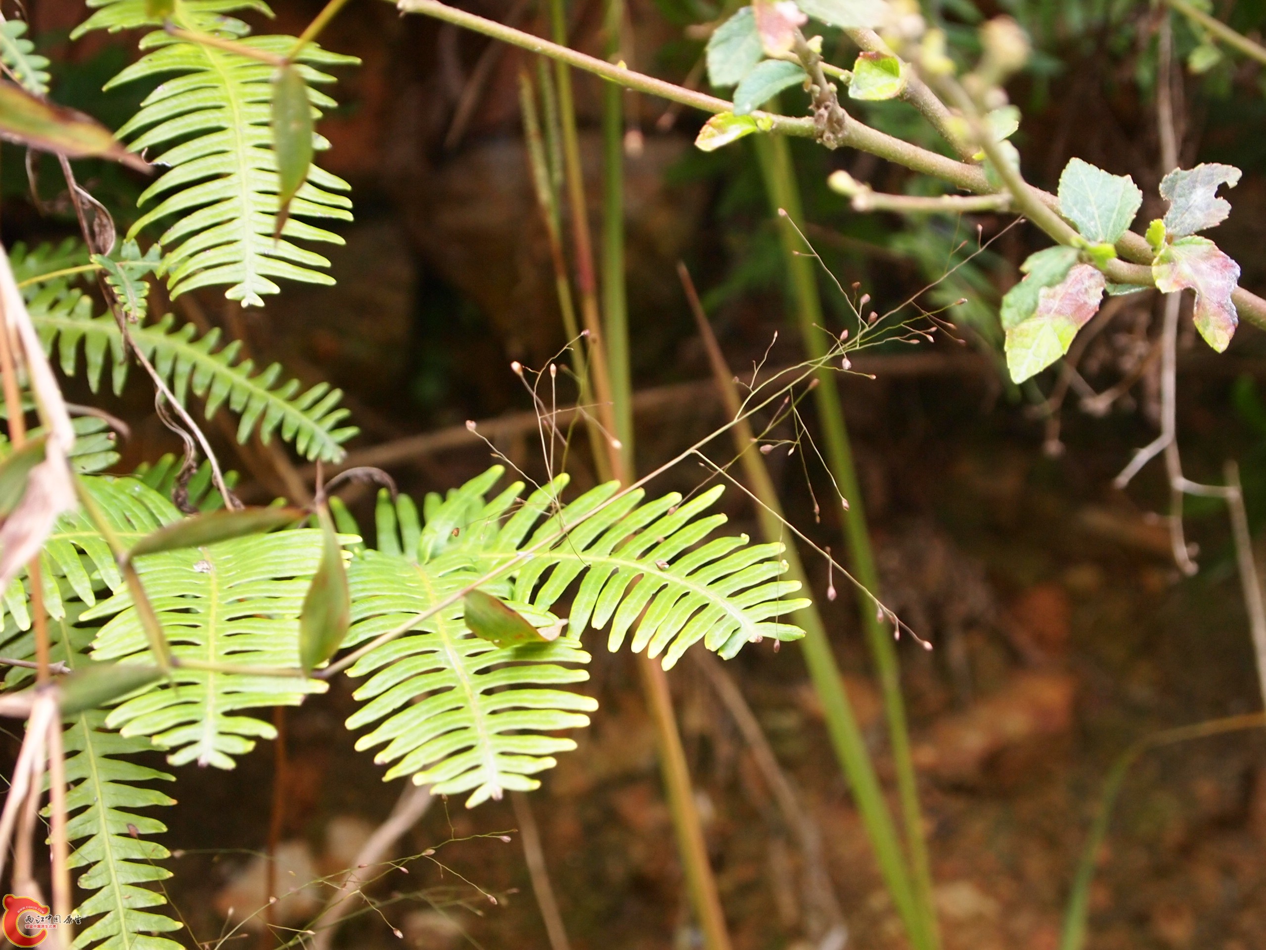 P1085373.JPG