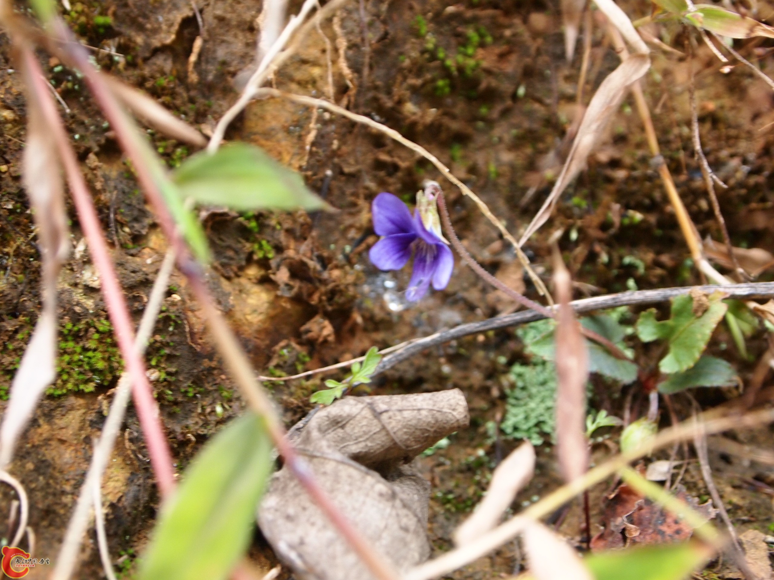 P1085375.JPG