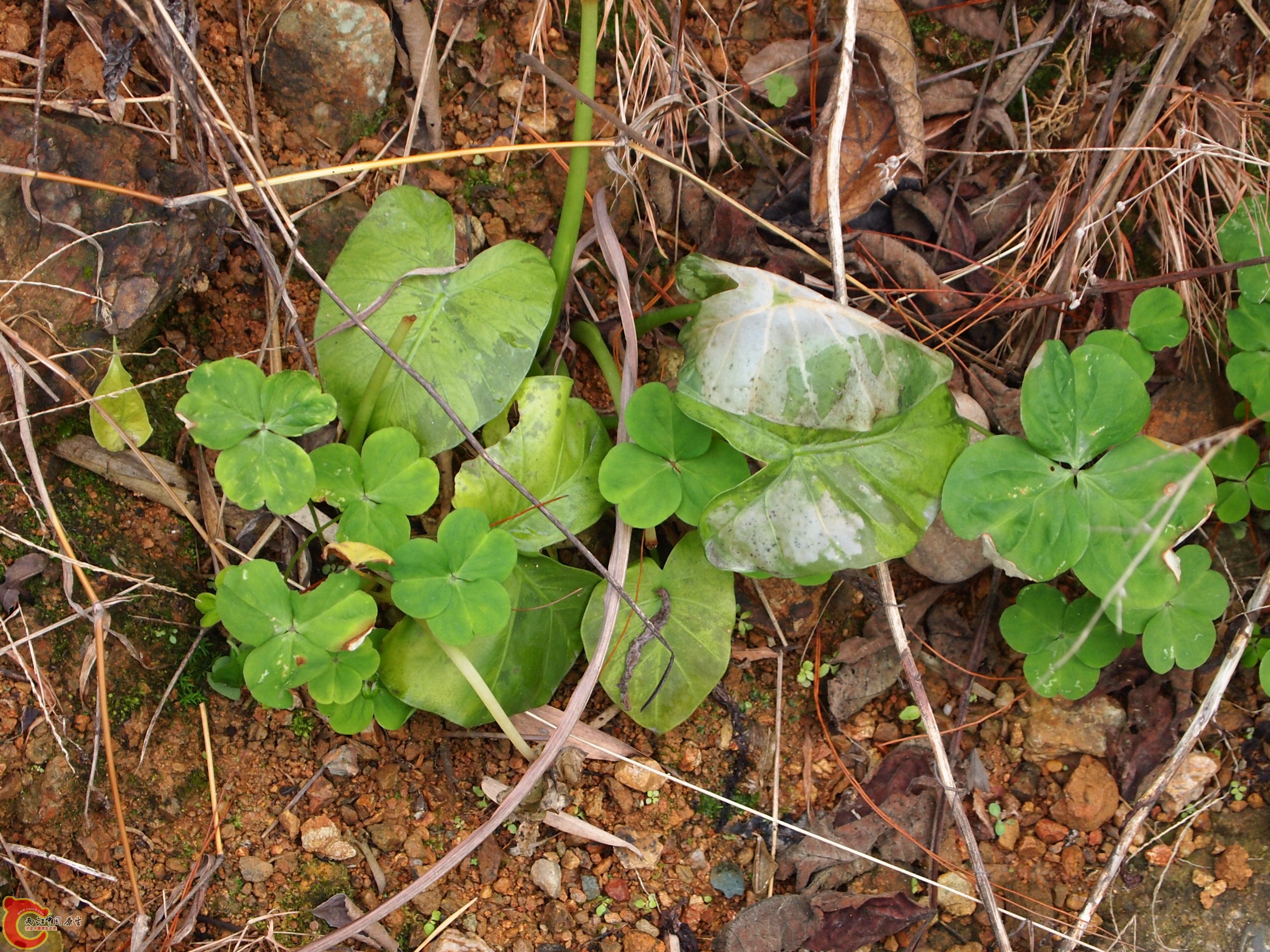 P1085378.JPG