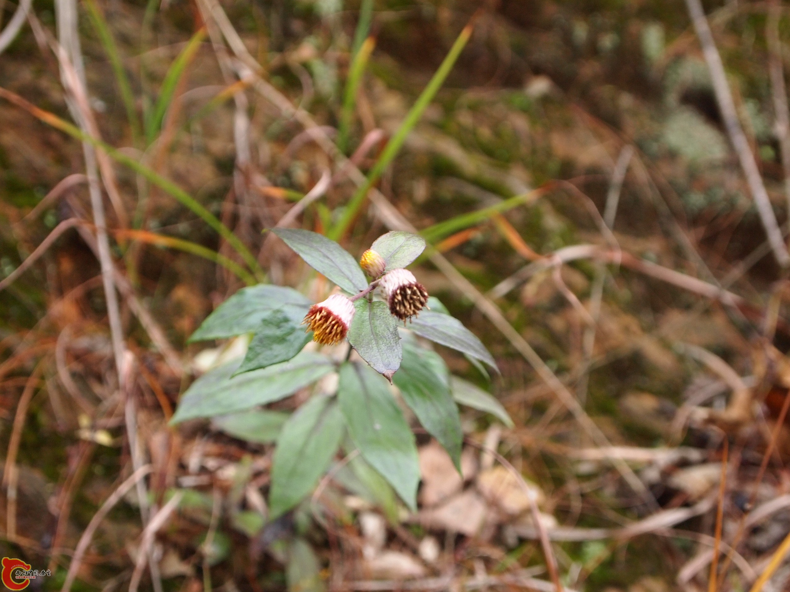 P1085380.JPG