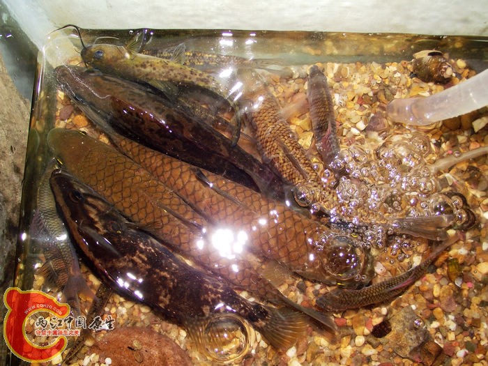 DSCF8130.jpg