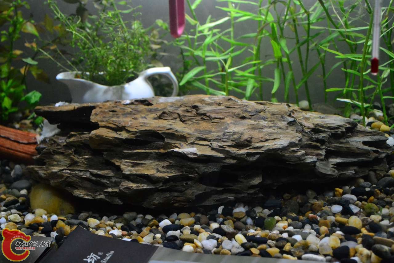 茶茶的原生缸 (15).JPG