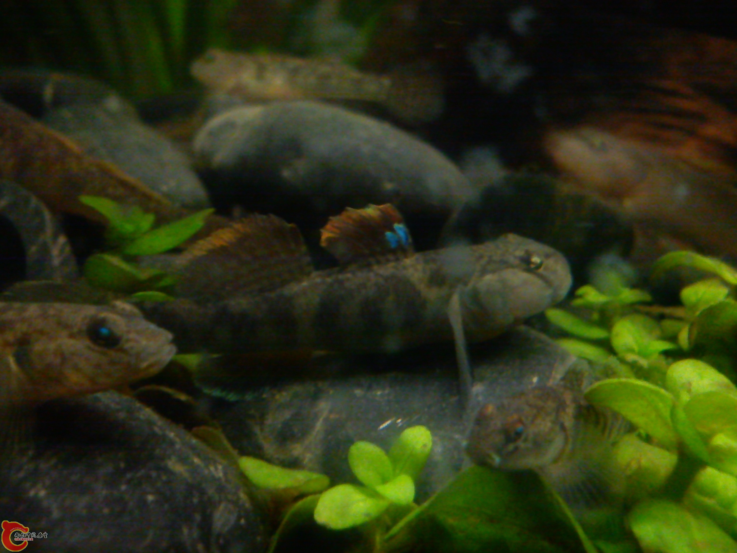 Camera_20120104_182703.jpg