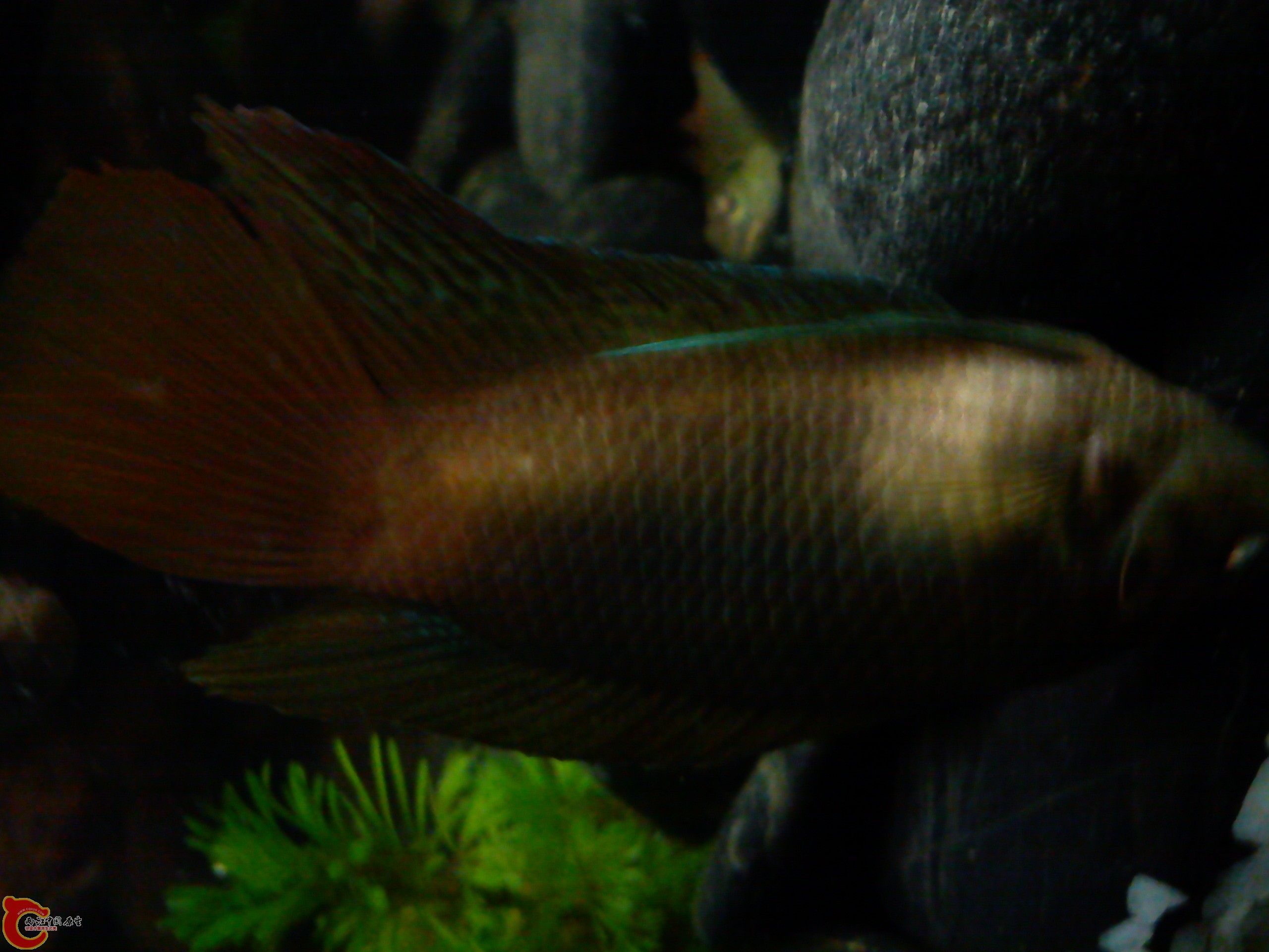 Camera_20111227_194556.jpg