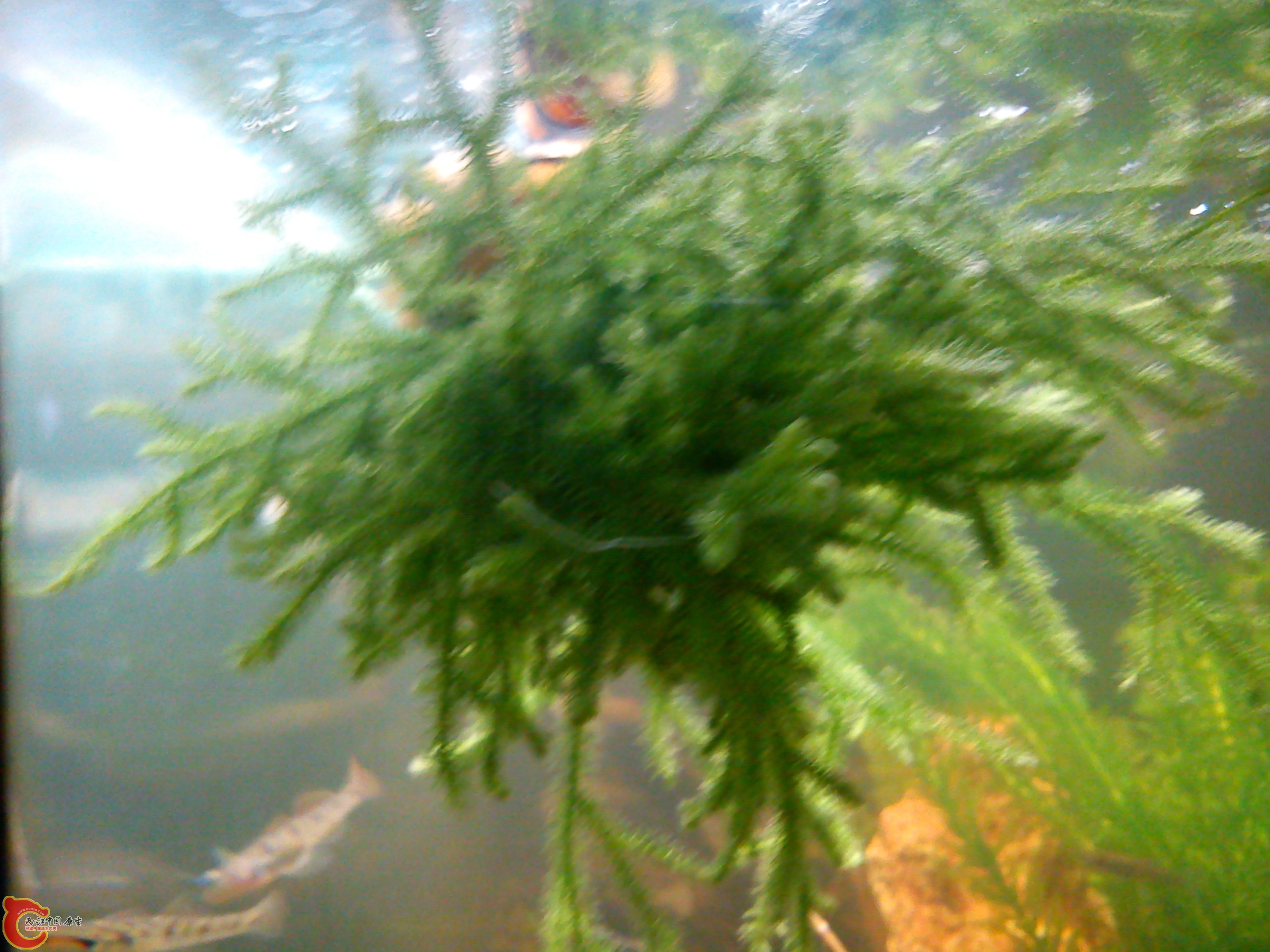 Camera_20111217_001906.jpg