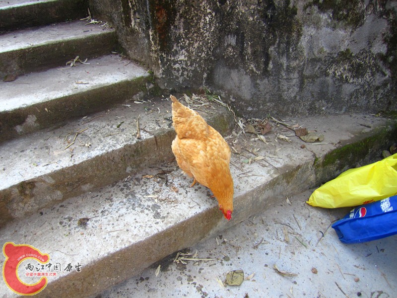 照片 010_副本.jpg