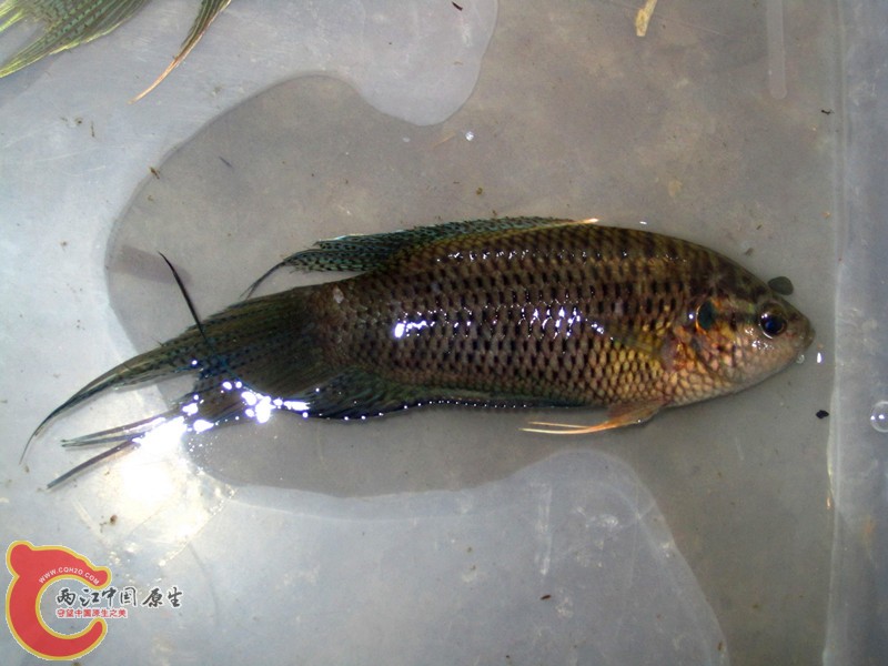 IMG_3778_副本.jpg