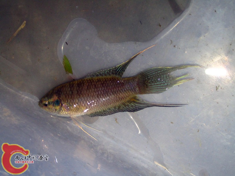 IMG_3780_副本.jpg