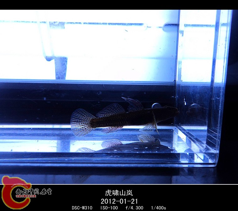 DSC03023_副本.jpg
