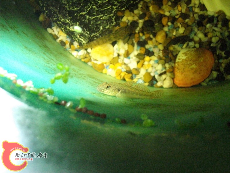 DSCF3755.JPG