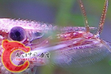 IMGP1526111.jpg