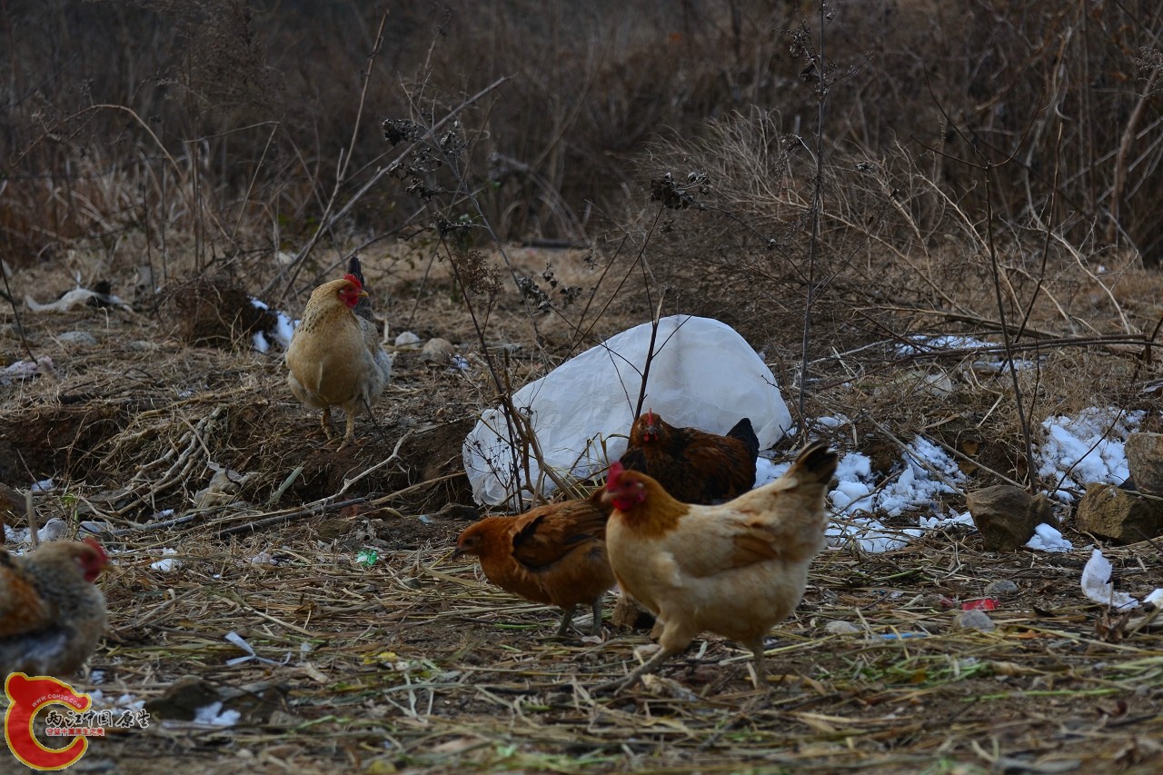 20120122-4814.jpg