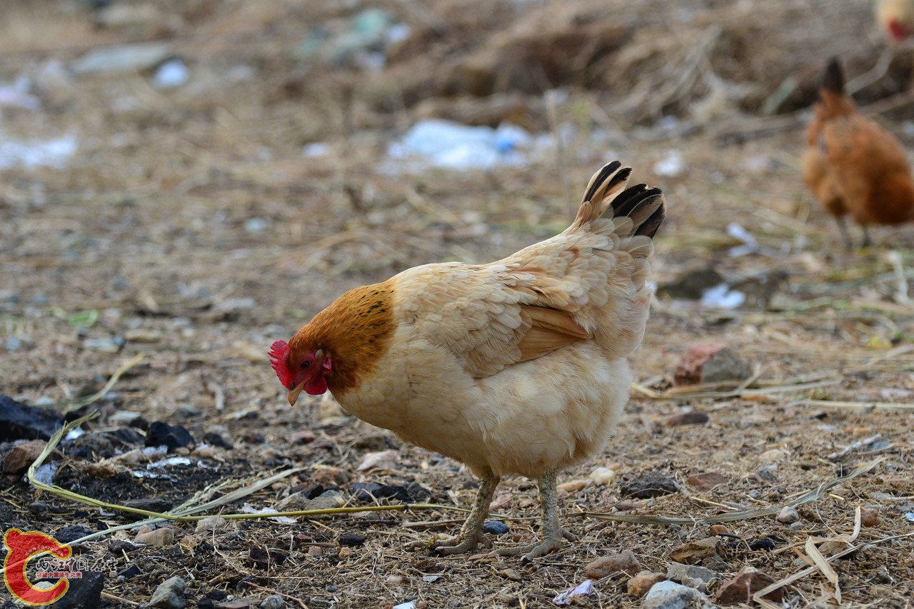 20120122-4815.jpg