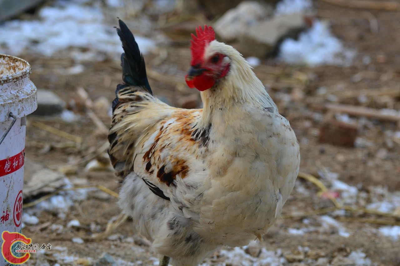 20120122-4820.jpg