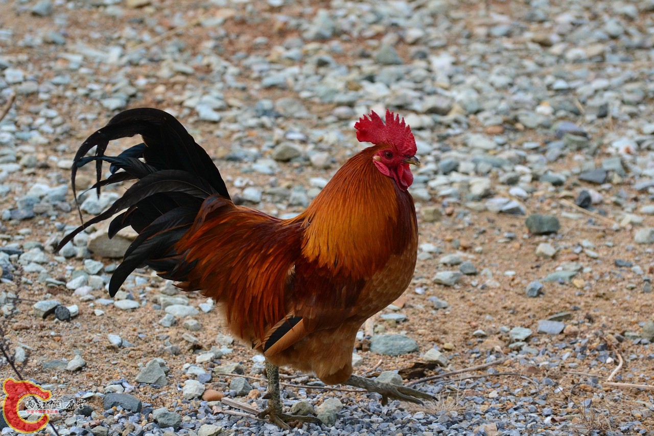 20120122-4863.jpg