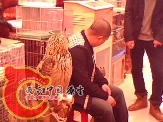 IMG0093A.jpg