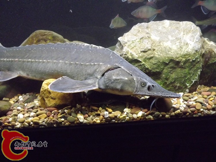 DSCF0259.JPG