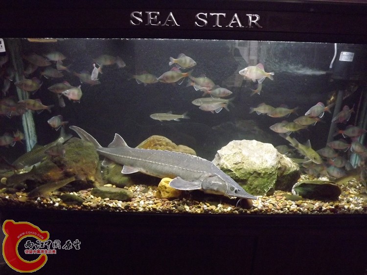 DSCF0261.JPG