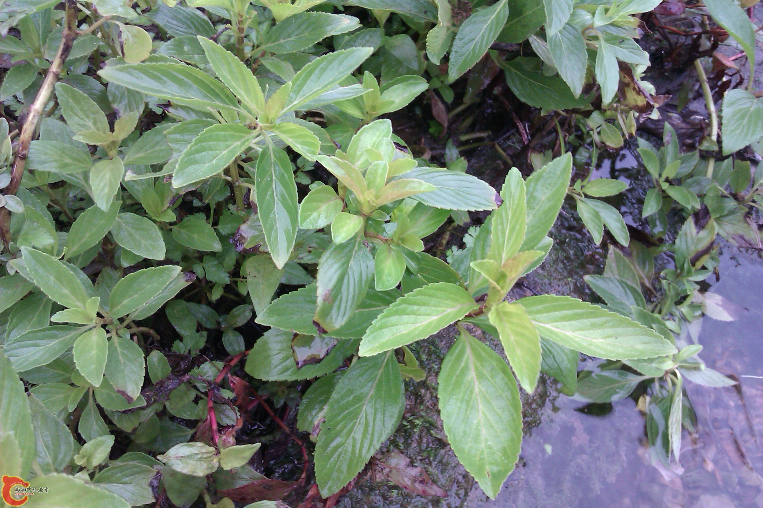 IMAG0118.jpg
